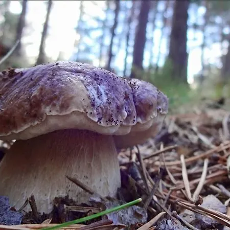 Lahuerta 別荘 ブロンチャレス