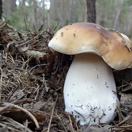 Lahuerta * ブロンチャレス